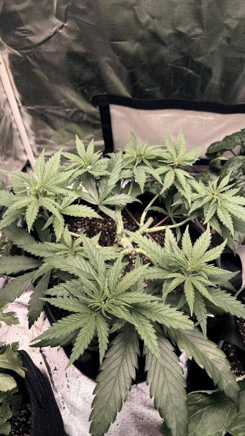Afghani. Week 6