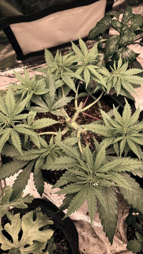 Afghani. Week 6
