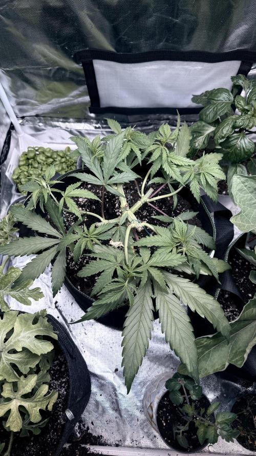 Afghani. Week 6