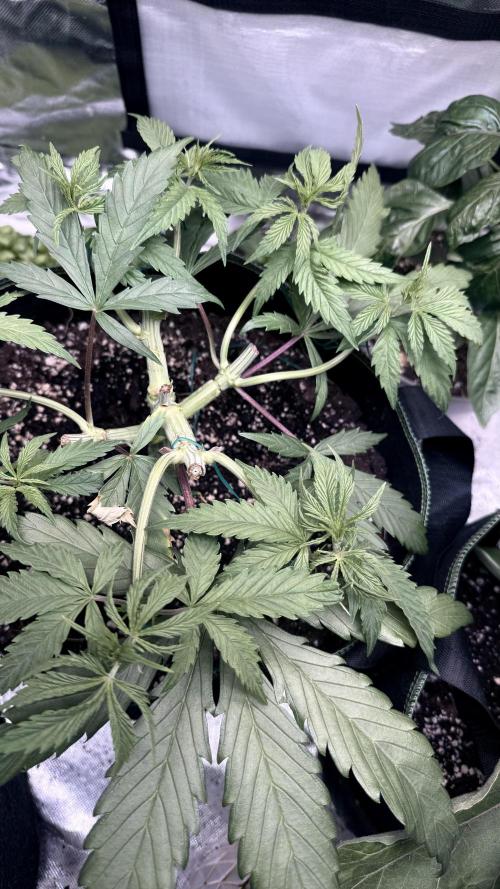 Afghani. Week 6