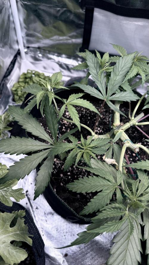 Afghani. Week 6