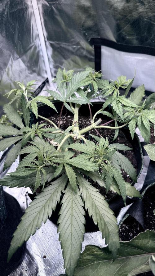 Afghani. Week 6