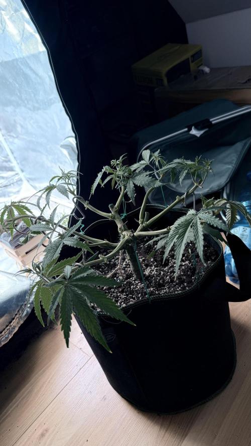 Afghani. Week 7