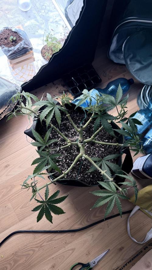 Afghani. Week 7