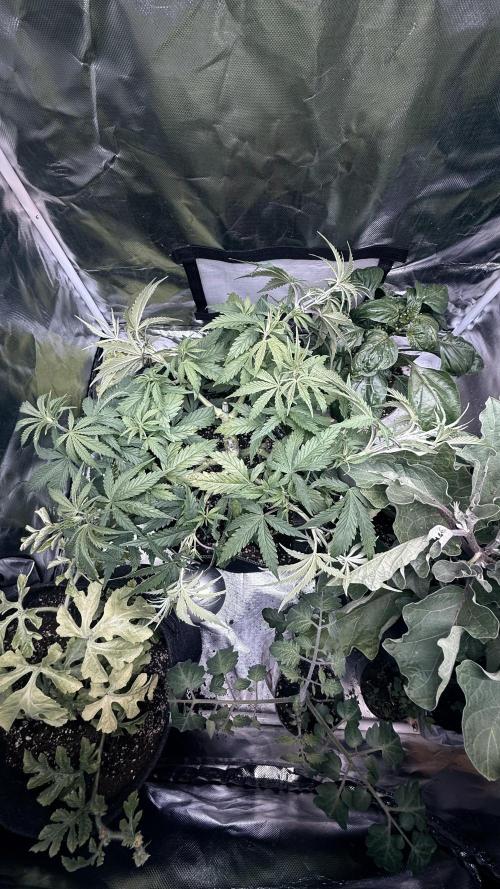Afghani. Week 7