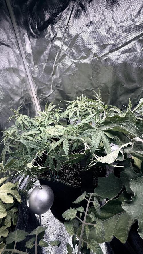 Afghani. Week 7