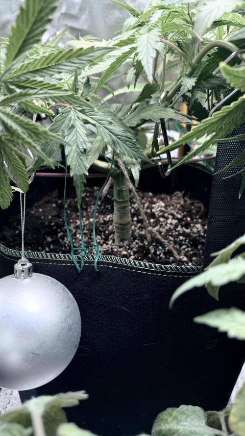 Afghani. Week 7