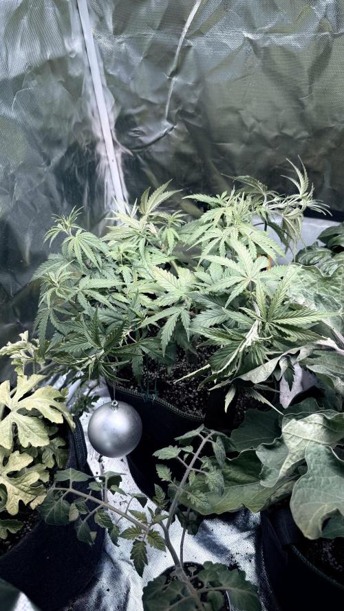 Afghani. Week 7