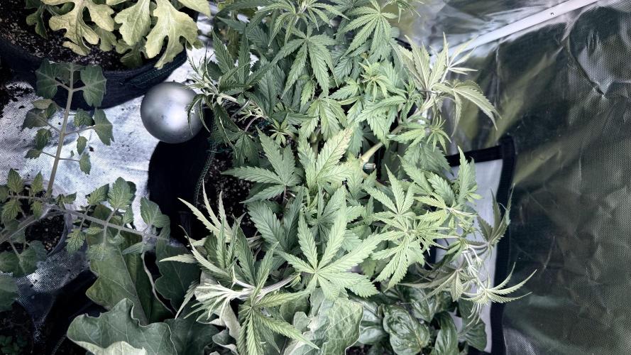 Afghani. Week 7