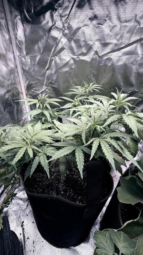 Afghani. Week 7
