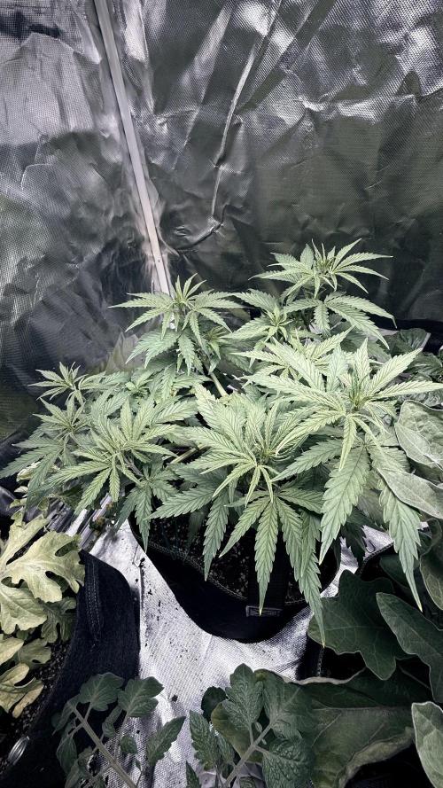 Afghani. Week 7