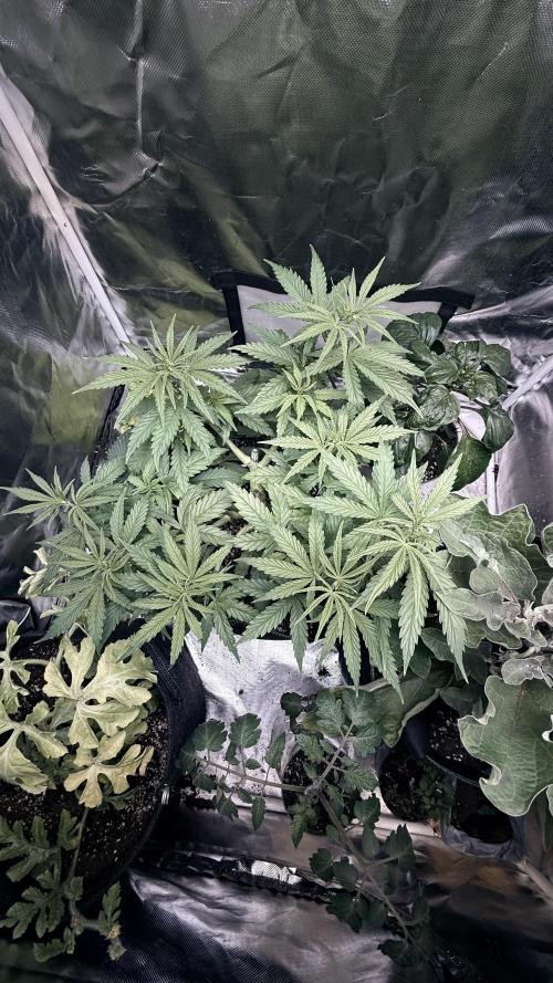 Afghani. Week 7