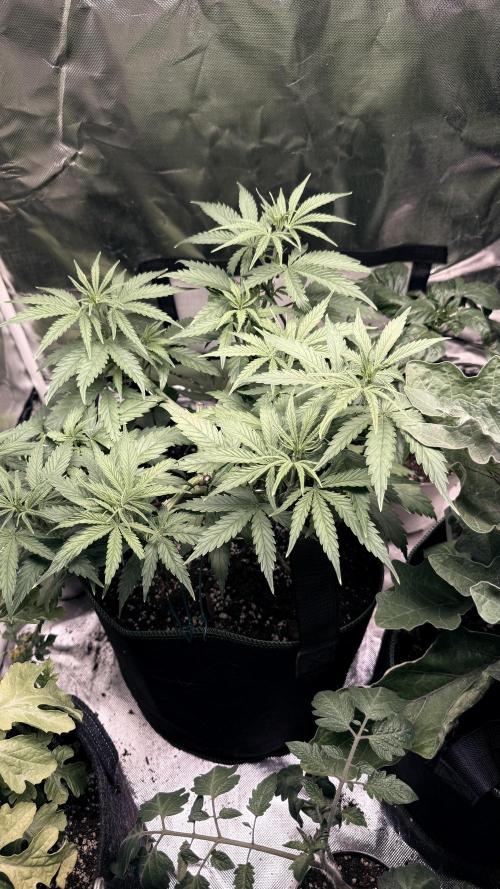 Afghani. Week 7