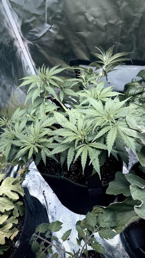 Afghani. Week 7