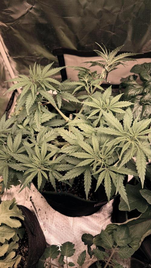 Afghani. Week 7