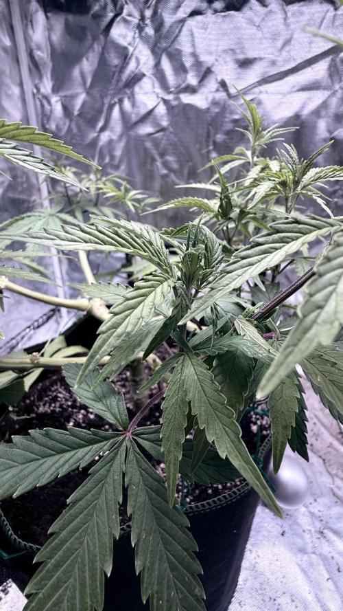 Afghani. Week 8