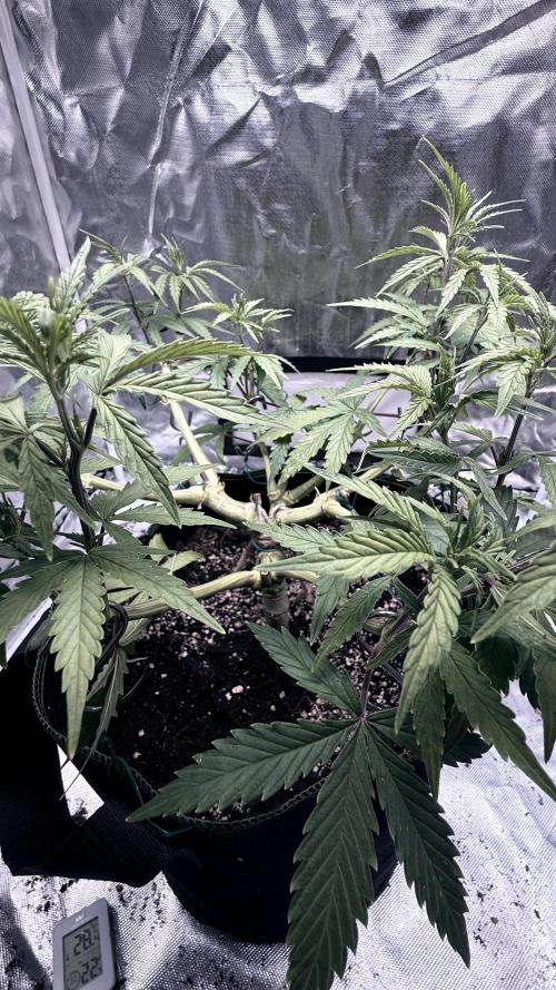 Afghani. Week 8