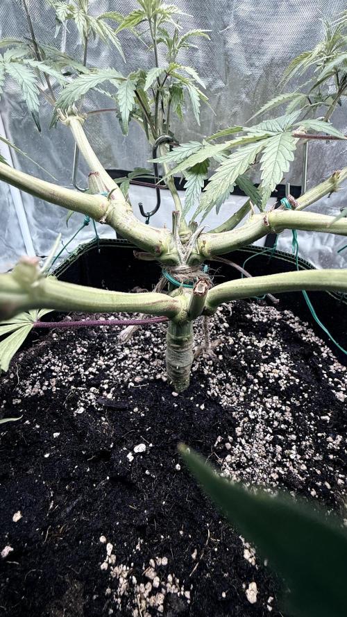 Afghani. Week 8