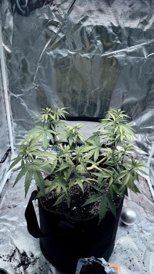 Afghani. Week 8