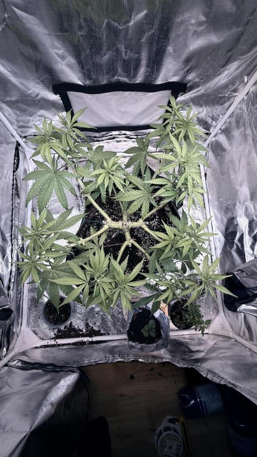 Afghani. Week 8
