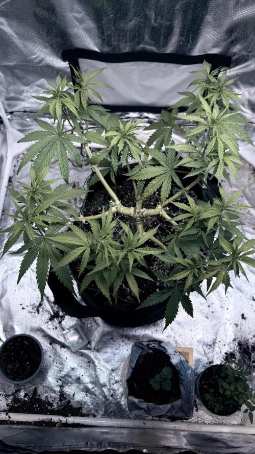 Afghani. Week 8