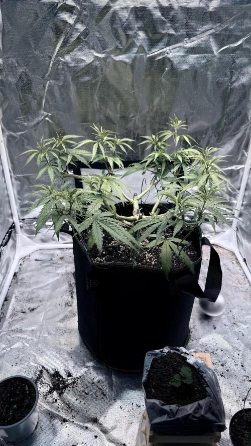 Afghani. Week 8