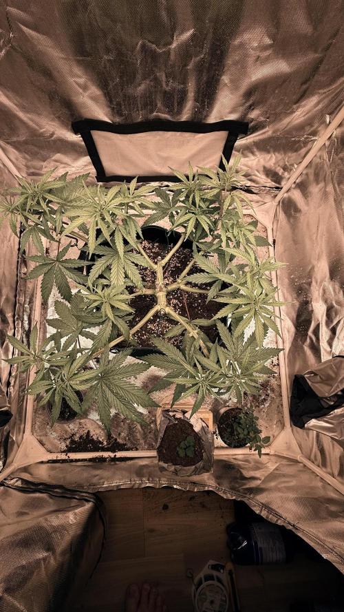 Afghani. Week 8