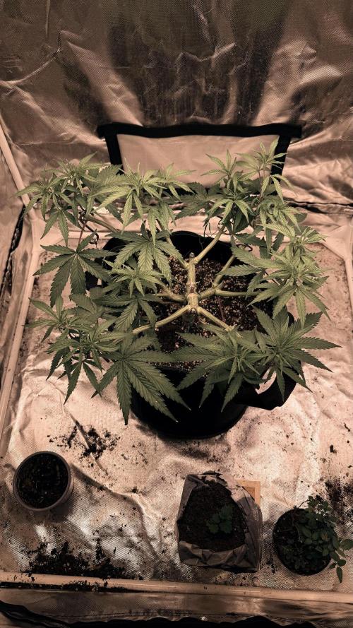 Afghani. Week 8