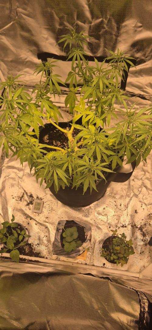 Afghani. Week 9