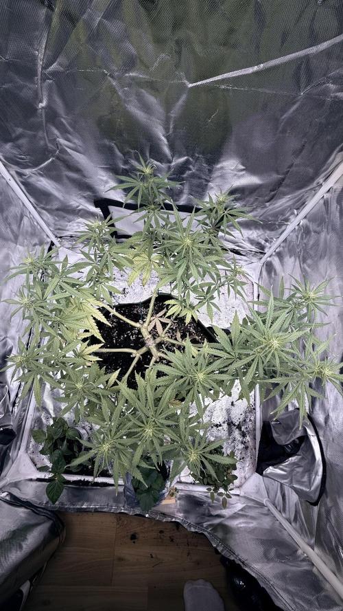Afghani. Week 10
