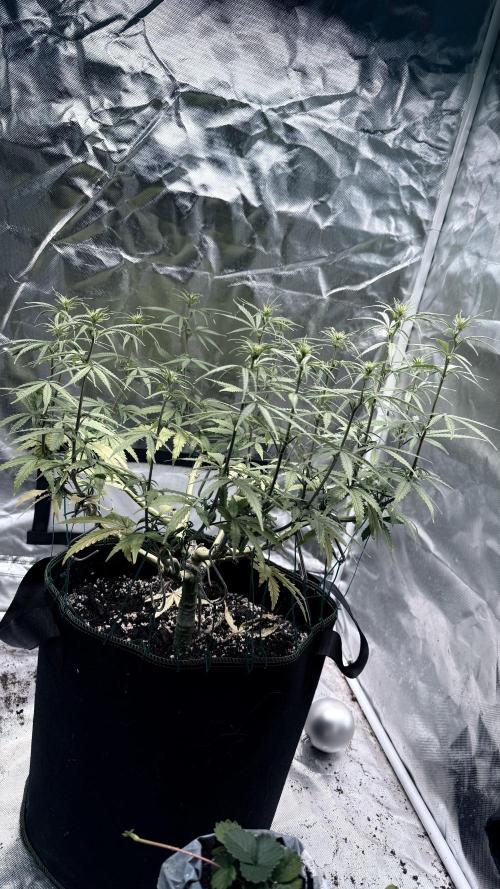 Afghani. Week 10