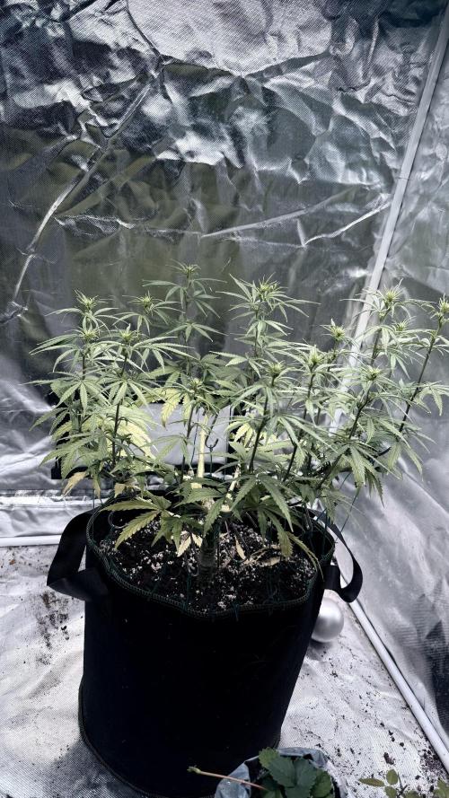 Afghani. Week 10