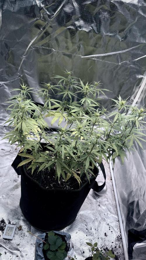 Afghani. Week 10