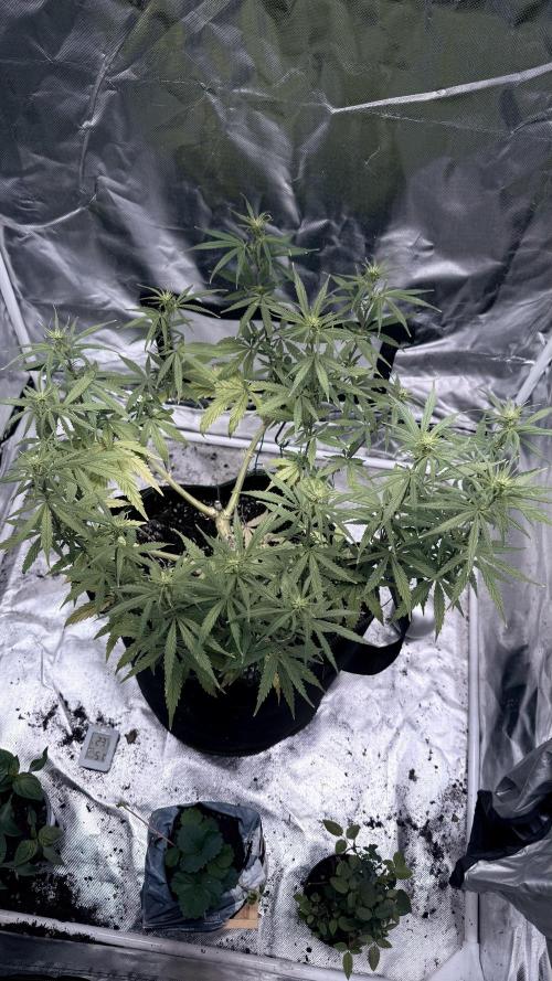 Afghani. Week 10