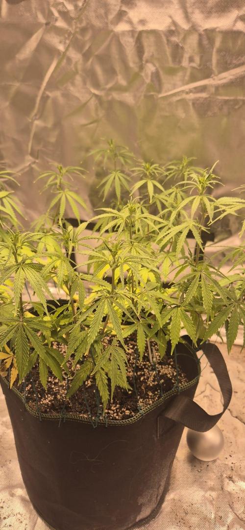 Afghani. Week 9