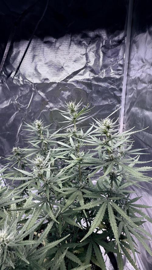 Afghani. Week 11