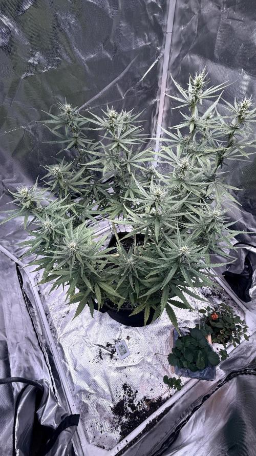 Afghani. Week 11