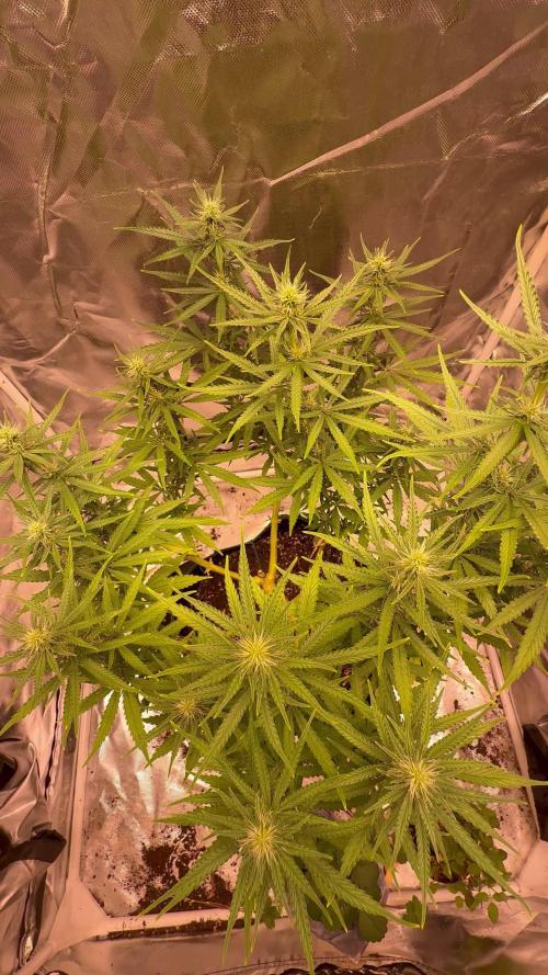 Afghani