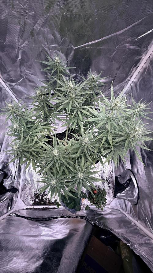 Afghani. Week 11