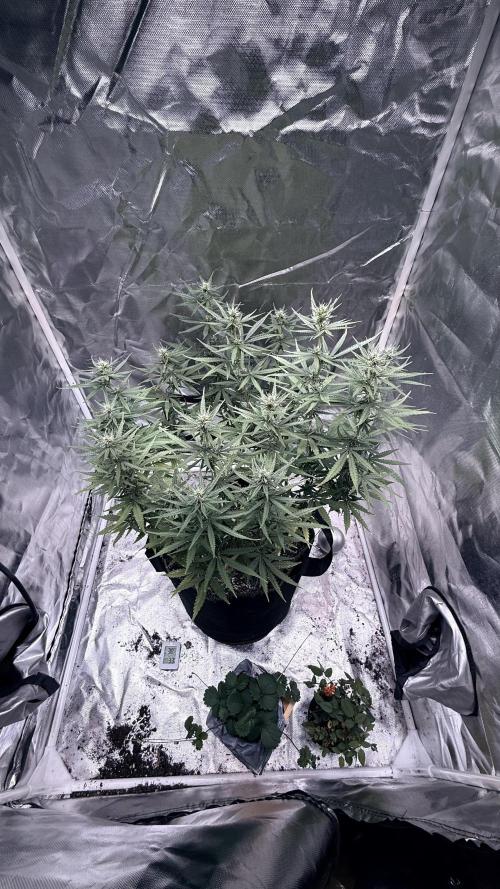 Afghani. Week 11