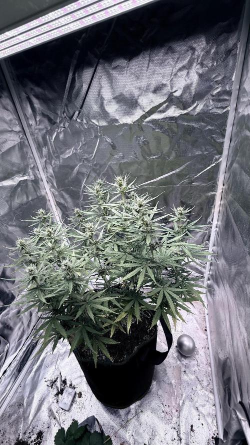 Afghani. Week 11