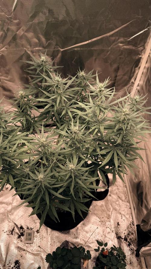 Afghani. Week 11