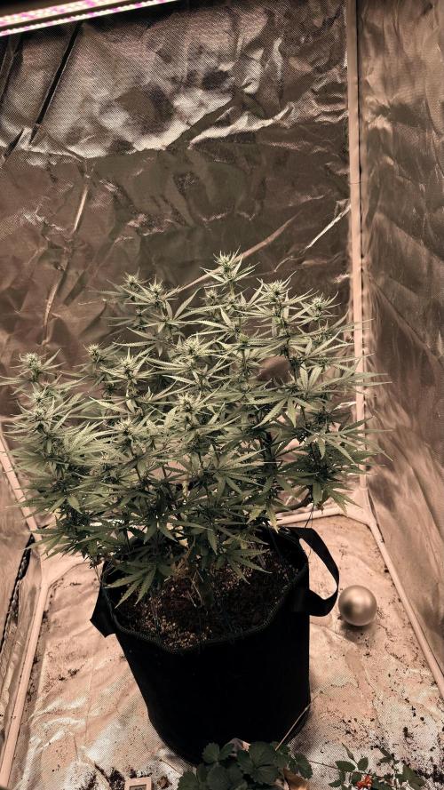 Afghani. Week 11