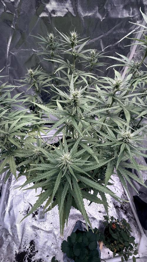Afghani. Week 11
