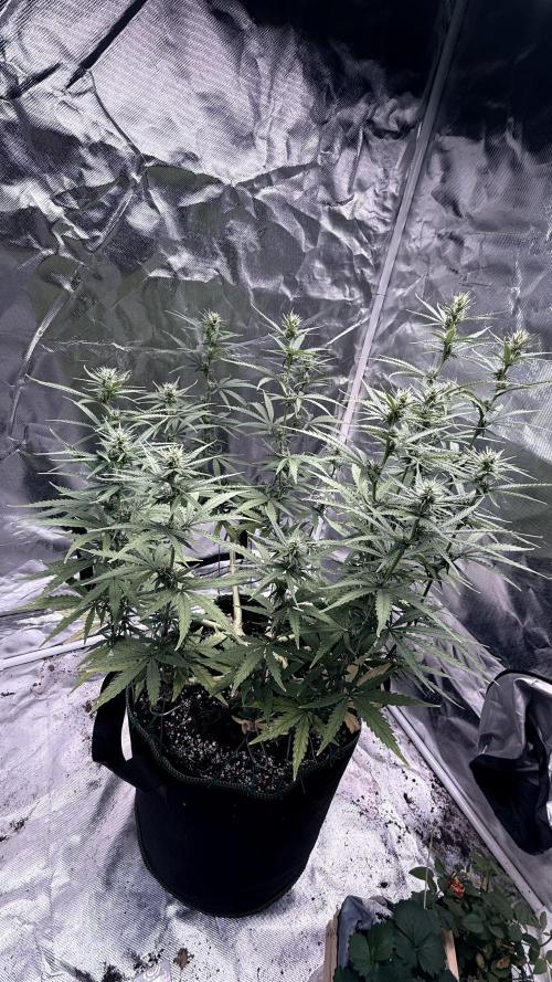 Afghani. Week 11