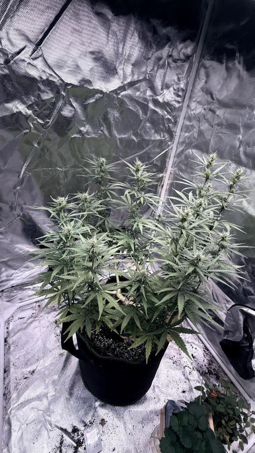 Afghani. Week 11