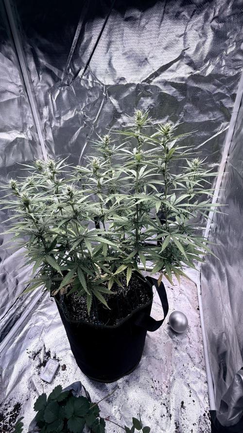 Afghani. Week 11