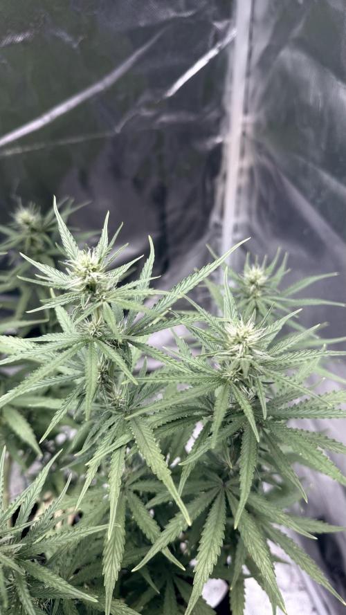 Afghani. Week 11