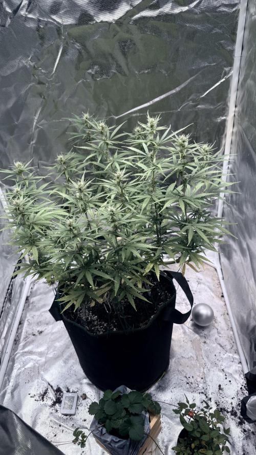 Afghani. Week 11