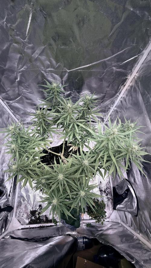 Afghani. Week 11